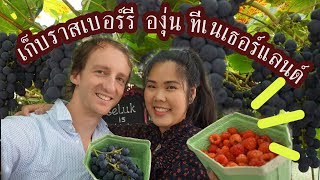 พาเก็บองุ่น+ราสเบอร์รี่ที่เนเธอร์แลนด์ Plukkerij Framblij-VLOG/40