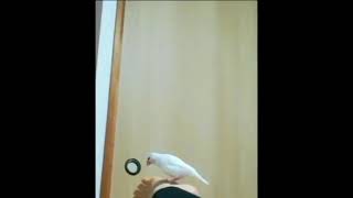 ストレッチする飼い主の足の上で求愛ダンスをする文鳥_VID 20220403 212536 8