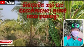 ខំថែដូងជិត ៣ឆ្នាំ ដល់ដំណាក់កាលនេះ គួរកាប់ចោល ឬទុកបន្ត? #farmer @saravuthros6022