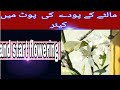 How to care orange plant in pot/ Mrs.shahid gardening