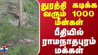 துரத்தி கடிக்க வரும் 1000 மீன்கள் - பீதியில் ராமநாதபுரம் மக்கள்