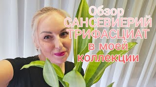 Обзор моей коллекции сансевиерий Трифасциат (sansevieria trifasciata) в 2025 году.