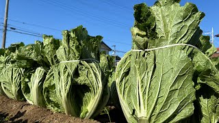 畑で育つ野菜を長期保存する方法　白菜の縛り方、人参大根の保存　寒さに強い野菜と弱い野菜　23/12/8