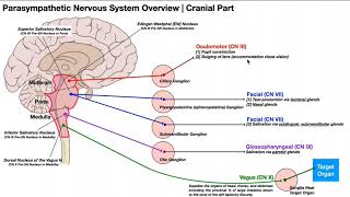 Parasympathetic Nervous System (Cranial Part) | Pathways & Components