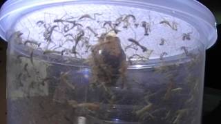 Praying Mantis Care (Hierodula majuscula Hatch)