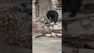 おはようございマーサ🧸最初はmgmgしてました…💞🧸💞  23.1.28 9:45 #マレーグマ #天王寺動物園 #minnanotennojizoo #sunbear #animallovers