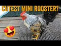 🐓 Miniature Rooster named ONE-PIECE! [Serama Rooster - Bantam] 🐓