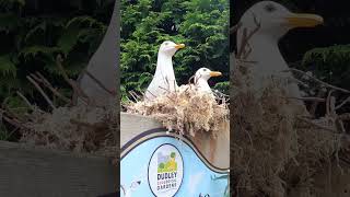 A Peaceful Moment with Two Seagulls at Their Nest! #seagull #sculpture #zoo #seagulls