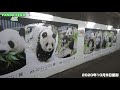 きょうのタンタンと王子動物園4k🐼 タンタンの住む街、神戸から疫病退散と素晴らしい未来の訪れを願って🐼 2020年10月9日🐼