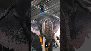 Kolakkadan Ganapathy Elephant | Keralaelephant | ഗജരാജൻ കൊളക്കാടൻ ഗണപതി | വലിയപാടം ആനയൂട്ട്