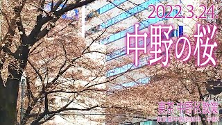 東京 中野区散策【中野の桜 2022.3.24.】中野区新井・中野