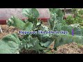 when to harvest cauliflower top 2 mistakes solutions ll garden tips