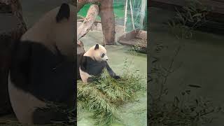 圓寶會插花！仔細看她眼前的竹葉 #panda #zoo #cute