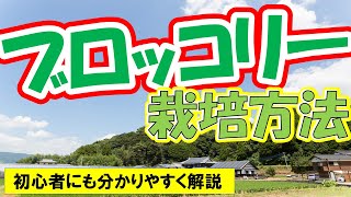 【ブロッコリーの育て方】わき芽をたくさん収穫するコツ！土作りから収穫まで分かりやすく解説！