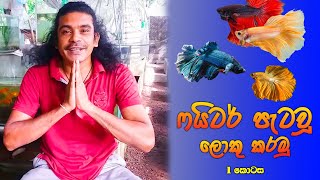 ෆයිටර් පැටවූ ලොකු කරමු (1 කොටස ) | Fighter petau loku karamu | Parisaraya Mrai