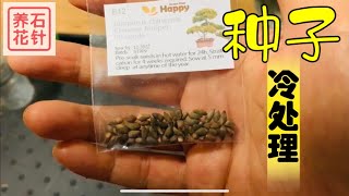 种子发芽前冷处理的演示 （seed cold stratification）（适合部分种子）