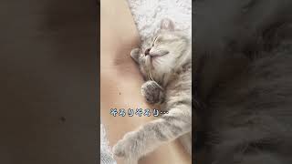 くっついて寝たい子猫のお昼寝 #猫 #猫のいる暮らし  #こねこ部