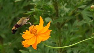 オオスカシバが蜜を吸う様子。