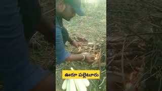 ఊరూ పల్లెటూరు | మా బావి కాడ మక్కజొన్న పొత్తులు కాల్సుకున్నం |