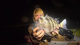 Florida Gigging for Sheepshead! 🎯 Catch, Clean \u0026 Cook