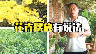 室内这几个位置，摆放绿植有“讲究”，放对旺人又旺财！【农村养花匠】