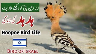 Interesting Facts About Hoopoe Bird | Bird house | Hoopoe Bird Facts | Interesting About birds