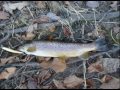 penns creek winter trout fishing big browns