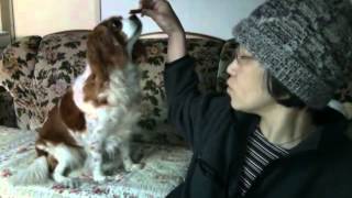 ★第4弾★「可愛い実食」おやつはゆっくりと　◎主演：キャバリア犬の林檎さん Dog Cavalier King Charles Spaniel