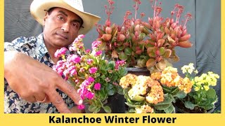 Kalanchoe Care and Propagation/ Winter Flower