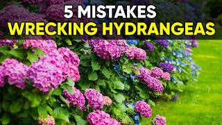5 Hydrangea Planting Mistakes That Are Killing Your Blooms (Avoid These!)