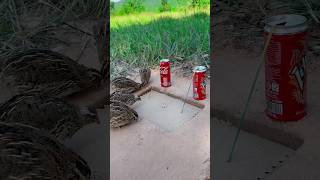 New Idea - Amazing Creative Underground Quail Trap Using Paper Box And Cans #shorts