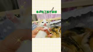 在猫妈妈面前，假装吃掉小奶猫会发生什么？