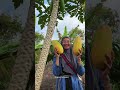 pepaya california panen buah kebun tanaman