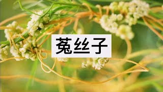 菟丝子，号称是男人的加油站【识本草】