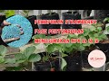 Cara Pemupukan Strawberry | Fase Pertumbuhan / Vegetatif | 10HST - 40HST  Daily Vlog@nkgarden16