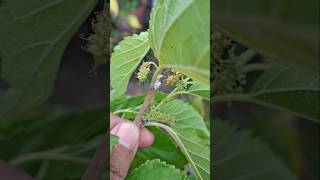 Mulberry Tree pruning #fruit #tree #pruning