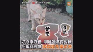 好心餵浪貓...網建議準備餐具 他幽默提供 瞬間超有儀式感｜動物｜搞笑