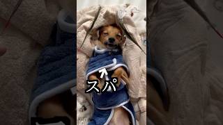 愛犬にスパしたら起きなすぎたww