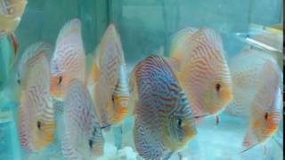 Turquoise and Leopard Discus fish in 4 to 4.5\