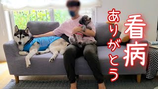 助けてくれて、ありがとうございました。ハスキー犬と保護犬トイプードル