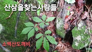 산삼을찾는사람들 ~고산심산행 사구.삼구.각구.오행 보고왔네요..천종산삼을 찾아서~