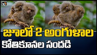 జూలో 2 అంగుళాల కోతికూనల సందడి | Twin monkeys Measuring just 2 inches Born | 10TV News