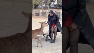 BOWING DEER | 驚きの奈良の鹿：観光客の笑顔が止まらない！ | Nara Park deer 🦌 in japan