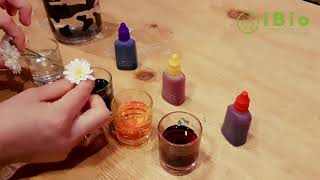 Ciencia en tu casa - Capítulo 1 - Flores Cambian de Color - Experimento