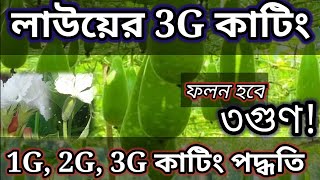 লাউয়ের 3g কাটিং।  লাউয়ের 1g 2g 3g কাটিং। lau gacher 3g cutting। lau gacher 1g cutting