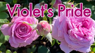 🌹 Violet's Pride Rose