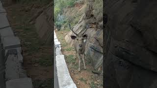 Forest Animal Kanithi Came To Tirumala Ghat Road అడవి నుంచి బయటకు వచ్చిన కణితి #tirumala