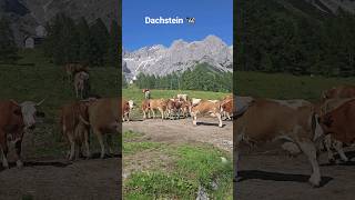 Cow party in front of the mighty dachstein mountain range #austria