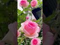 erin’s rose garden style 3療癒系列玫瑰花園造景 龍沙寶石 玫瑰月季 roses