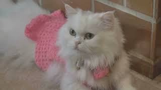 Find Your Purrfect Match Best Cats for Your Lifestyle